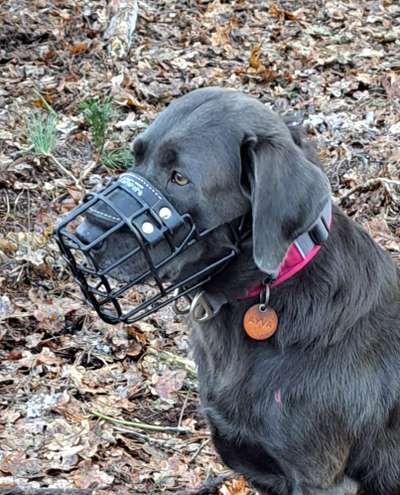 Wie sitzt mein Maulkorb / Maulkorb-Beratung-Beitrag-Bild