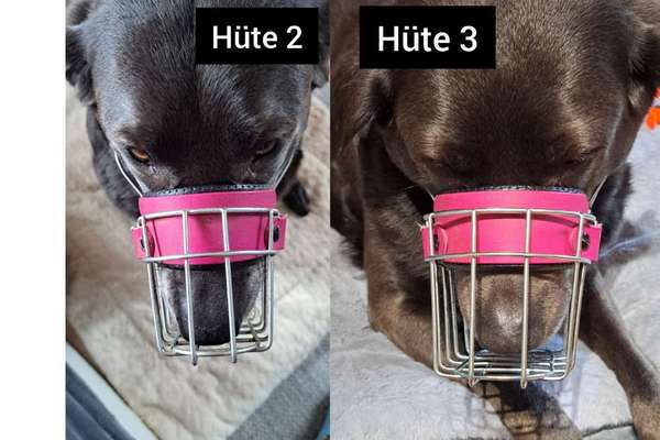 Wie sitzt mein Maulkorb / Maulkorb-Beratung-Beitrag-Bild