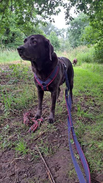 Wie sitzt mein Geschirr?-Beitrag-Bild