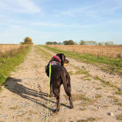 Hundetreffen-Social Walk, gemeinsamer Spaziergang an der Leine-Bild
