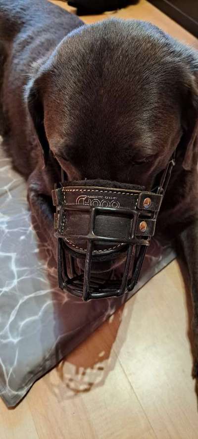 Wie sitzt mein Maulkorb / Maulkorb-Beratung-Beitrag-Bild