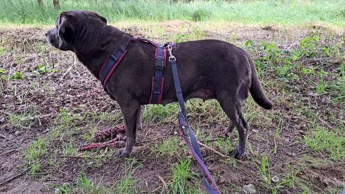 Wie sitzt mein Geschirr?-Beitrag-Bild