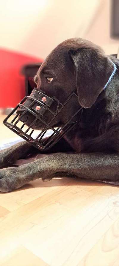 Wie sitzt mein Maulkorb / Maulkorb-Beratung-Beitrag-Bild