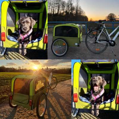 33. Collagen Challenge - Dein Hund und ein Fahrrad-Beitrag-Bild