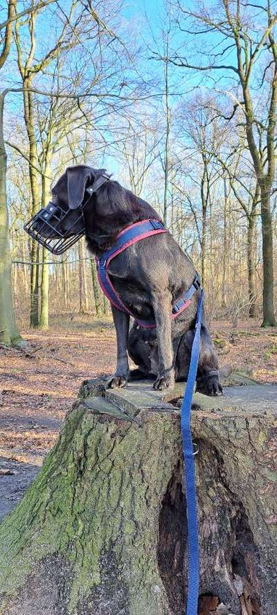 Wie sitzt mein Maulkorb / Maulkorb-Beratung-Beitrag-Bild