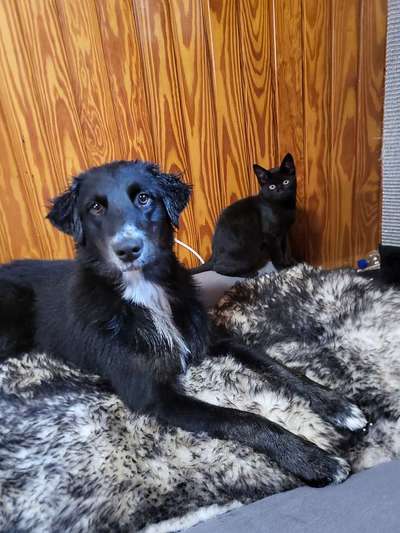 Australian Shepherd Mix-Beitrag-Bild