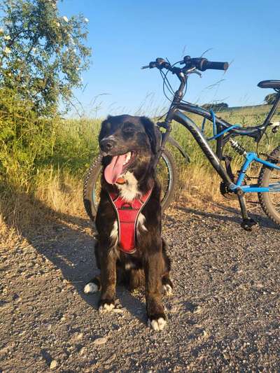 Handy Fotochallenge Nr. 52: Dein Hund mit blauem Himmel-Beitrag-Bild