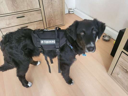 Mischlinge raten - Rätselspaß-Beitrag-Bild