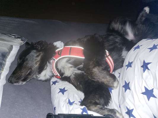 139. Fotochallenge - HUNDEKNOTEN-Beitrag-Bild