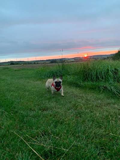 Hundetreffen-Spaziergang an der Schwalm-Bild