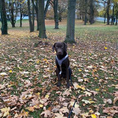 Hundetreffen-Gassirunde im Frauenland-Bild