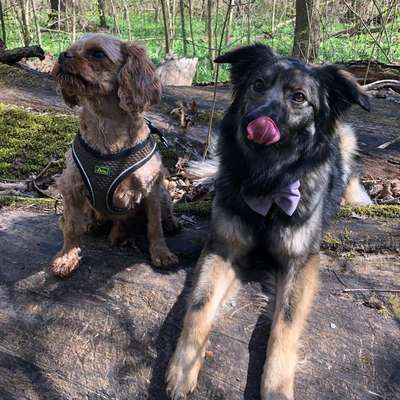 Hundetreffen-Treffen im Auwald-Bild