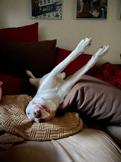 Stafford mix-Beitrag-Bild