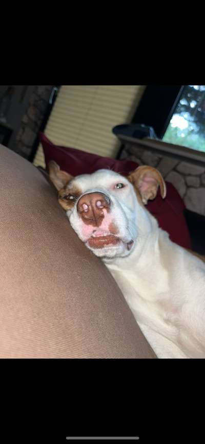 Dogorama Photo Challenge - besondere Eigenschaften-Beitrag-Bild