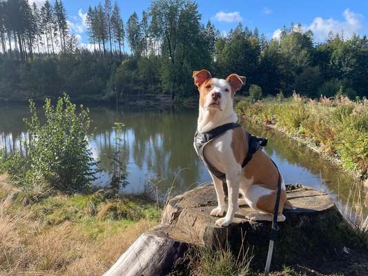 31. Collagen Challenge - Bänke/ Steine /Baumstümpfe-Beitrag-Bild