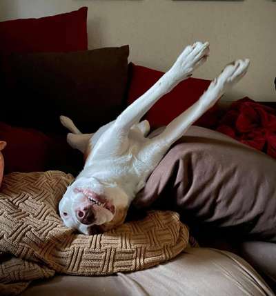 Hands,äh Pfoten up in the Air-Beitrag-Bild