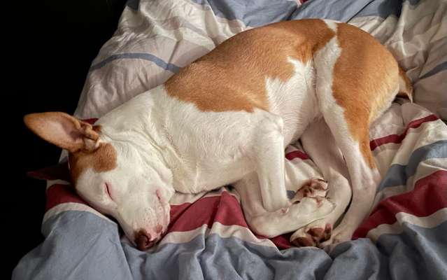 Mischlingshunde Foto Aufruf-Beitrag-Bild