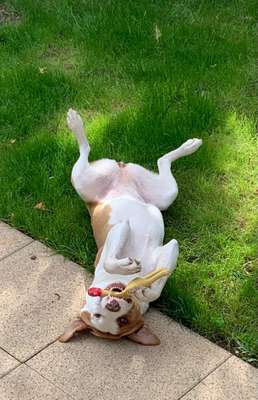 Wo habt ihr eure Hunde her ?-Beitrag-Bild