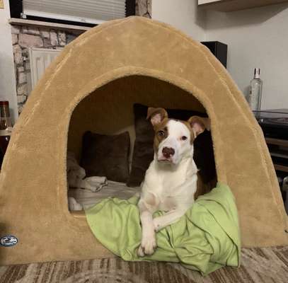 Unter welchen kriterien habt ihr euren Hund rausgesucht ?-Beitrag-Bild