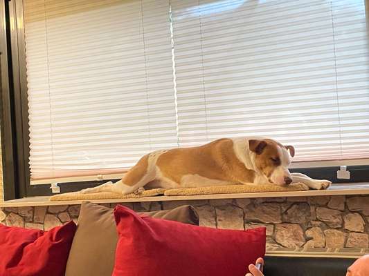 Challenge Nr 14
Eure Fellnasen auf ihrem Lieblingsplatz-Beitrag-Bild