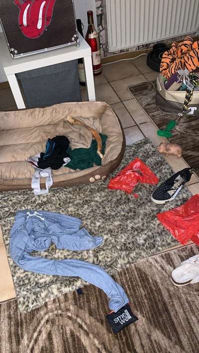 Geschreddert!-Beitrag-Bild