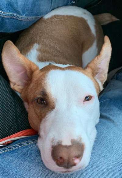 Wo habt ihr eure Hunde her ?-Beitrag-Bild