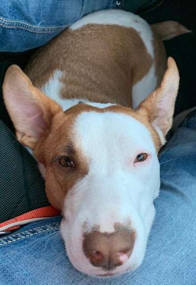 Freunde von 'Kampfhunden'-Beitrag-Bild