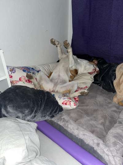 Dogorama Photo Challenge - Zeigt her eure Bäuche-Beitrag-Bild