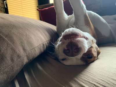 Lustigsten Grimassen von euren Hunden-Beitrag-Bild