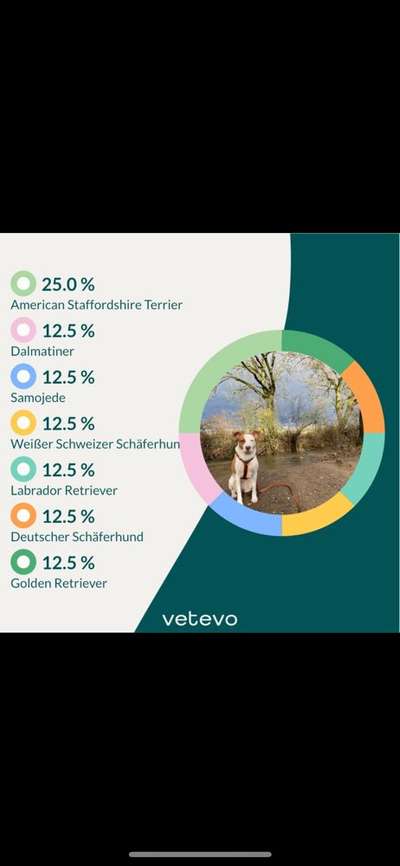 Freunde von 'Kampfhunden'-Beitrag-Bild