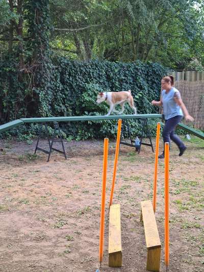 Hundesport?-Beitrag-Bild