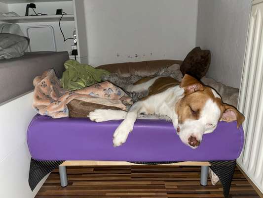 Körbchen / Hundebett-Beitrag-Bild