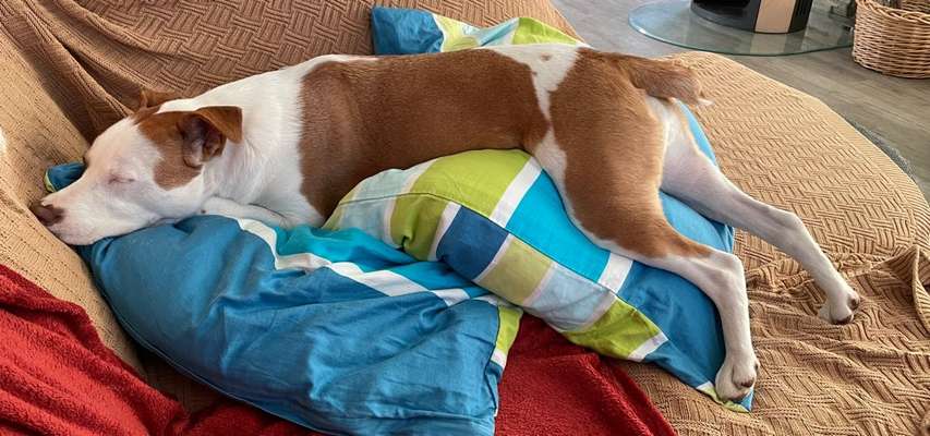 Dogorama Photo Challenge - besondere Eigenschaften-Beitrag-Bild