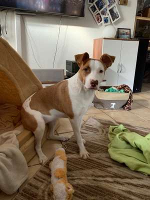 Wo habt ihr eure Hunde her ?-Beitrag-Bild