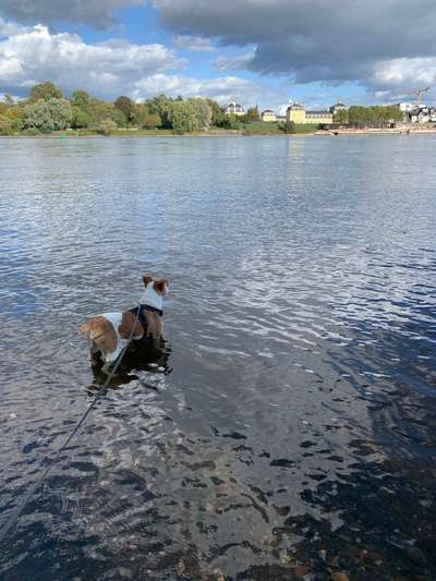 Dogorama-Monats-Challenge-Mai "Wasser"-Beitrag-Bild