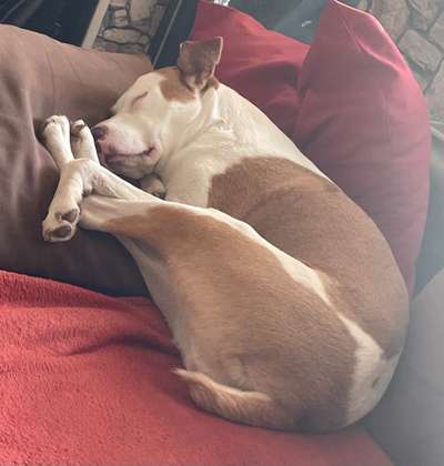 Stafford mix-Beitrag-Bild