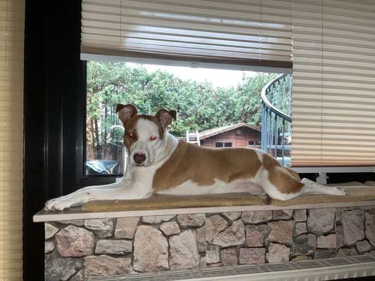 Freunde von 'Kampfhunden'-Beitrag-Bild