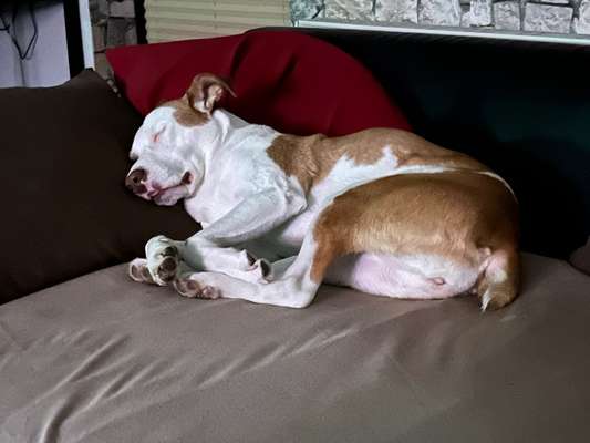 Rutenamputation-Beitrag-Bild