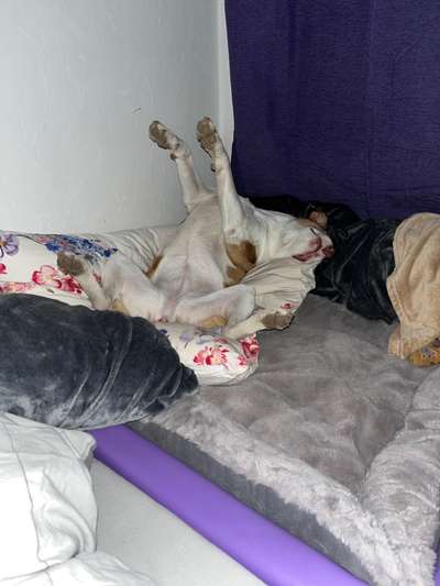 Hands,äh Pfoten up in the Air-Beitrag-Bild