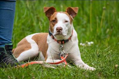 Welche Hunderasse-Beitrag-Bild