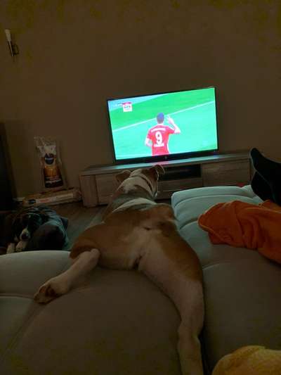 Hier ist der Spaßthread. Zum Schmunzeln und Kaputtlachen-Beitrag-Bild