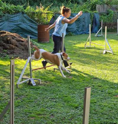Hundesport?-Beitrag-Bild