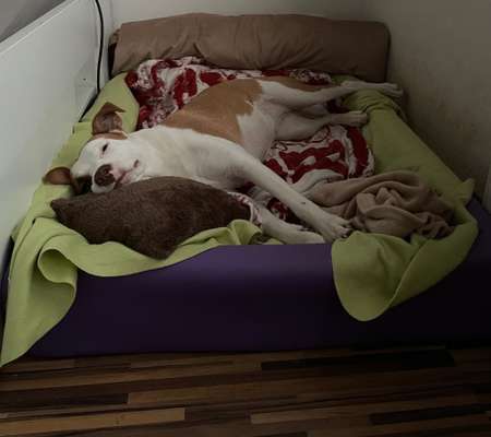 Gutes (ortho) Bett mit hohen Rand gesucht. Ideen?-Beitrag-Bild