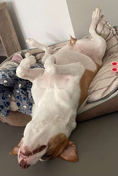 Dogorama Photo Challenge - besondere Eigenschaften-Beitrag-Bild