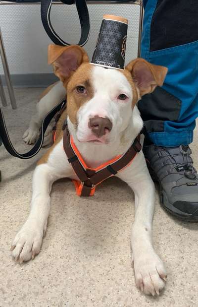 Foto's und Hundemodels-Beitrag-Bild