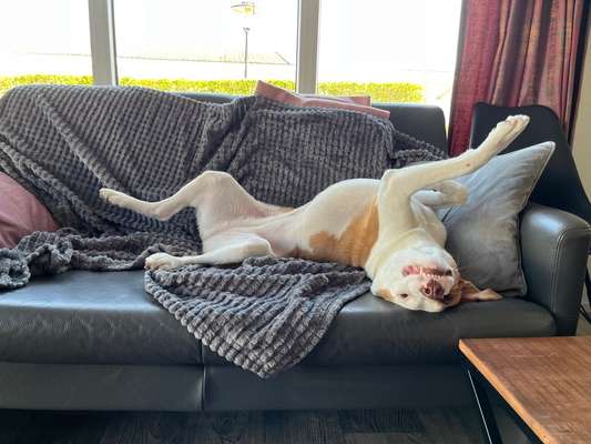 Wo sind die Mischlinge?-Beitrag-Bild