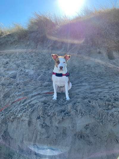 Mischlingshunde Foto Aufruf-Beitrag-Bild