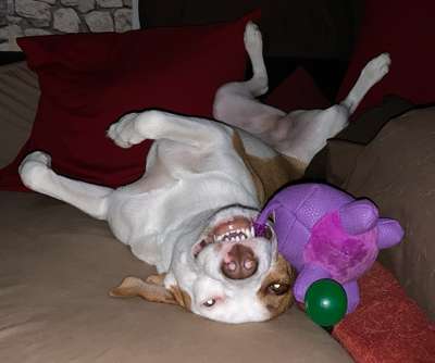 Lustigsten Grimassen von euren Hunden-Beitrag-Bild