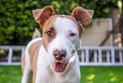 Lustige Merkmale am Hund - Fellzeichnungen :)-Beitrag-Bild