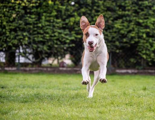 Foto's und Hundemodels-Beitrag-Bild